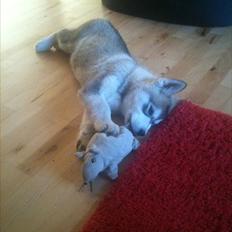 Alaskan malamute Sam