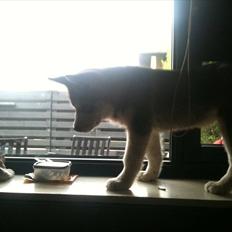 Alaskan malamute Sam