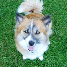 Islandsk fårehund Alma