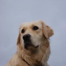 Golden retriever Unique