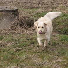 Golden retriever Unique
