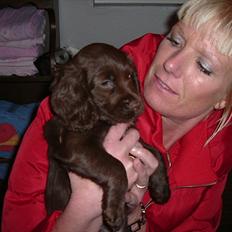 Engelsk springer spaniel Freja.