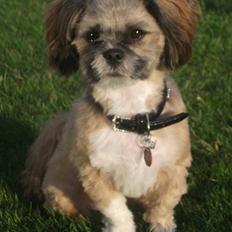 Lhasa apso Laura