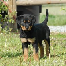 Rottweiler Bailey