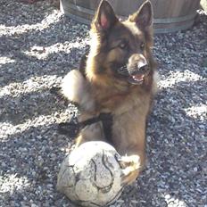 Schæferhund Molly <3