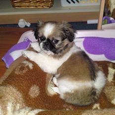 Pekingeser Berta