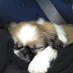 Pekingeser Berta