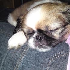 Pekingeser Berta