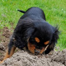 Cavalier king charles spaniel Mademoiselle Soleil Noir