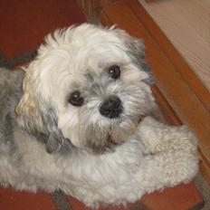 Lhasa apso Ti La Shu Voyager (Findus)