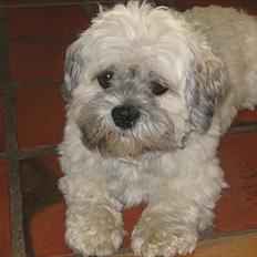 Lhasa apso Ti La Shu Voyager (Findus)