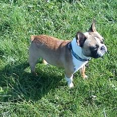 Fransk bulldog Van Disel