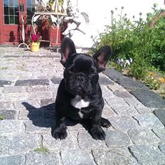 Fransk bulldog Lucky Seven's Chang