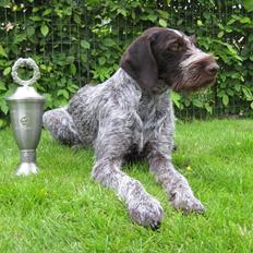 Ruhåret hønsehund Gaia