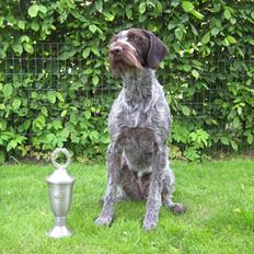 Ruhåret hønsehund Gaia
