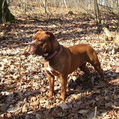 Olde english bulldogge *Mille*