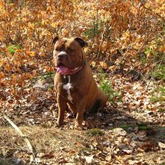 Olde english bulldogge *Mille*