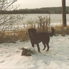 Labrador retriever King <3 R.I.P.