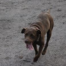 Labrador retriever - Choko :-)