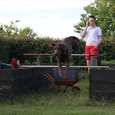 Labrador retriever - Choko :-)