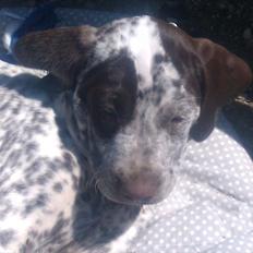 Blanding af racer Sonja 