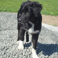 Blanding af racer Mille 