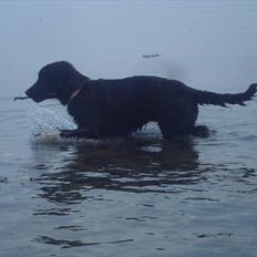 Blanding af racer Mille 