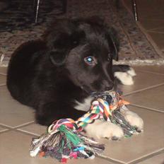 Blanding af racer Mille 