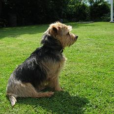 Norfolk terrier Aesir´s Chico