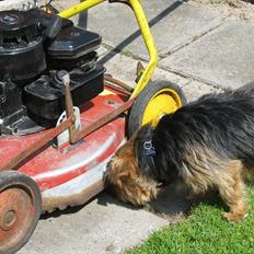 Norfolk terrier Aesir´s Chico