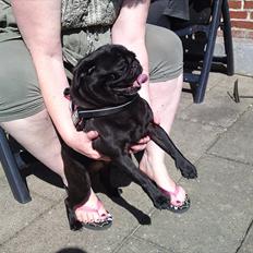 Mops Greenland's Emma