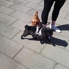 Mops Greenland's Emma