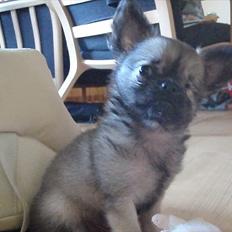 Chihuahua Kaptajn Amigo