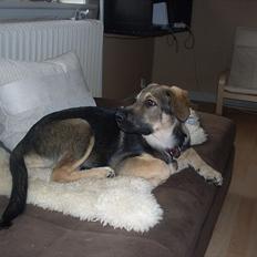 Blanding af racer Aya R.I.P min smukke engel.