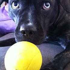 Blanding af racer Freja