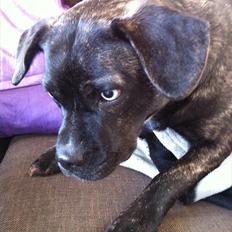 Blanding af racer Freja