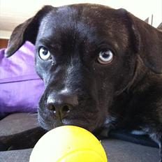 Blanding af racer Freja