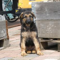 Schæferhund R.I.P.Kiba