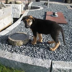 Schæferhund R.I.P.Kiba