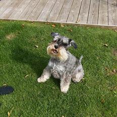 Dvaergschnauzer Thorkild