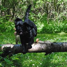 Amerikansk cocker spaniel Bonus<3