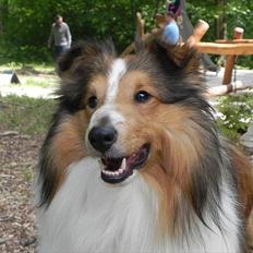 Shetland sheepdog Moses, kaldet Mo