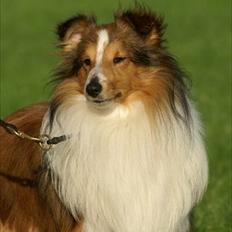 Shetland sheepdog Moses, kaldet Mo