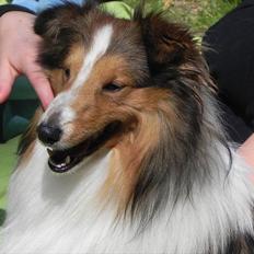 Shetland sheepdog Moses, kaldet Mo