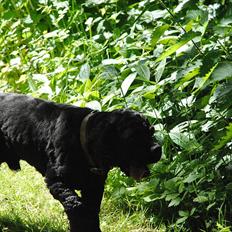 Amerikansk cocker spaniel Bonus<3
