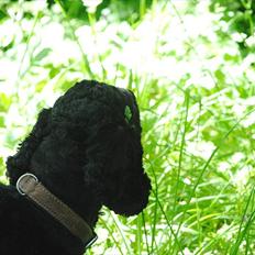 Amerikansk cocker spaniel Bonus<3
