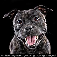 Staffordshire bull terrier Princess R.I.P. 30/4-11