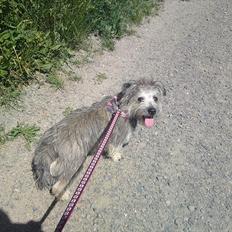 Blanding af racer Malli