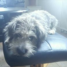 Blanding af racer Malli