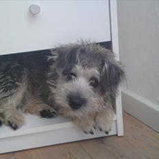 Blanding af racer Malli